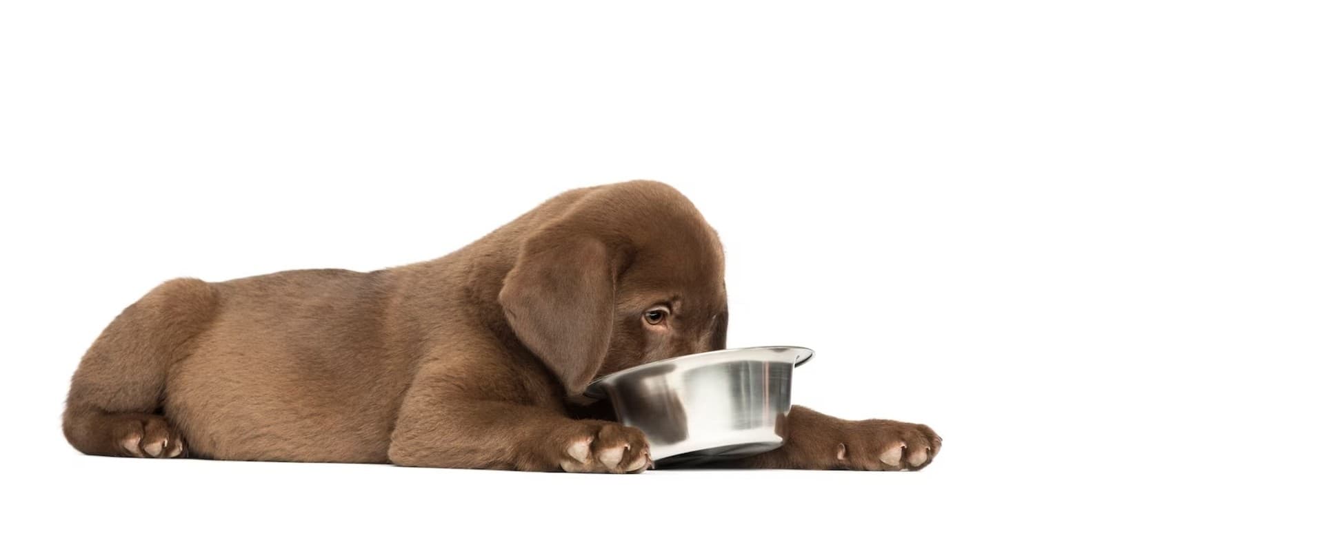 Premium fresh meat keeps your pet happy and healthy